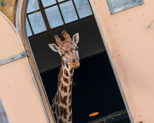 giraffe being playful