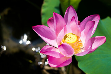 Beautiful lotus flower in the garden