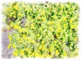 watercolor ivy wall nature summer background