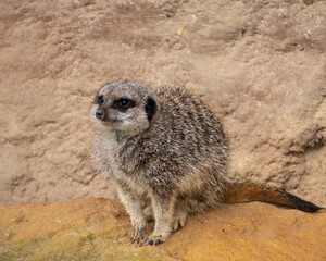 Fototapeta premium Cute meerkat standing on the ground