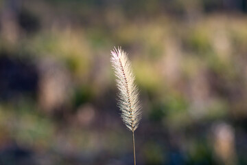 Wheatear close-up and macro at sunset
