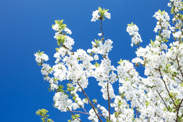 Spring Time - an apple tree branch with flowers isolated on blue clear sky