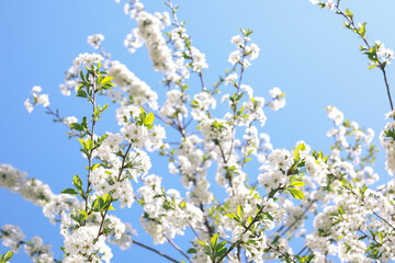 Spring Time - an apple tree branch with flowers isolated on blue clear sky
