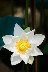 Beautiful white lotus flower in the garden