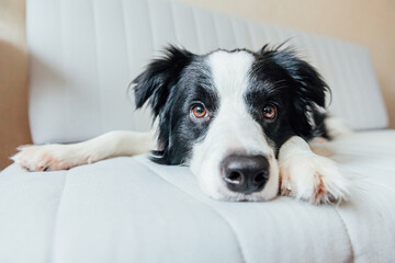 Funny portrait of cute smiling puppy dog border collie on couch indoors. New lovely member of family little dog at home gazing and waiting. Pet care and animals concept.