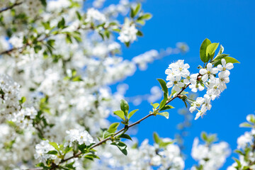 Spring Time - an apple tree branch with flowers isolated on blue clear sky