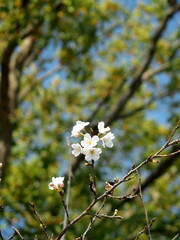 梢に咲く桜の花