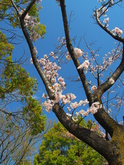 公園に咲く満開の桜と青空
