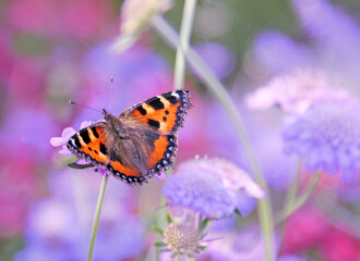 tortoiseshell butterfly with open wings pollinating purple flowers