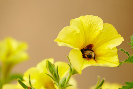 Abeja metida dentro de una flor amarilla