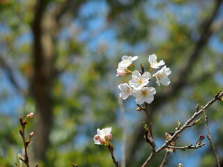梢に咲く桜の花