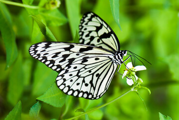 The beautiful butterfly on flower