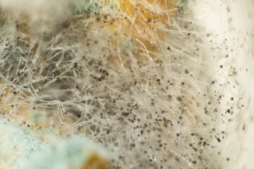 macro photography close-up of penicillin, green mold, white fluff of tender mold. Mold in the sun. Abstract closeup of penicillin mold.