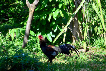 The chickens are feeding
