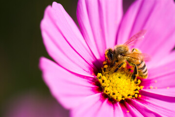Close-up cosmos flowers with the bee, in the outdoor garden.