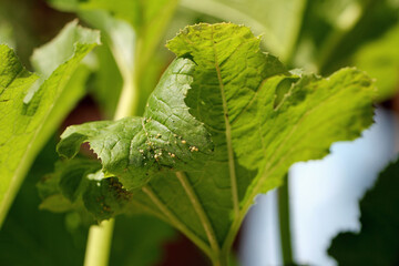 Colony of Cotton aphid  (also called melon aphid and cotton aphid) - Aphis gossypii on a leaf