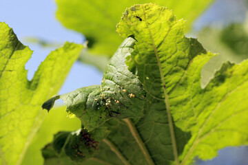 Colony of Cotton aphid  (also called melon aphid and cotton aphid) - Aphis gossypii on a leaf