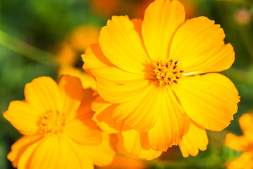 Cosmos flowers on nature, outdoor garden.