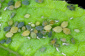 Colony of Cotton aphid  (also called melon aphid and cotton aphid) - Aphis gossypii on a leaf