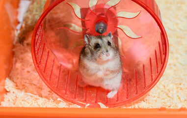 The funny Djungarian dwarf hamster is standing on its hind legs in the red plastic running wheel.