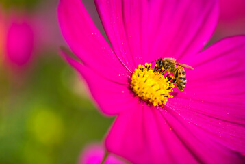Close-up cosmos flowers with the bee on nature, outdoor garden