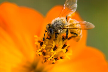 Close-up cosmos flowers with the bee, in the outdoor garden.