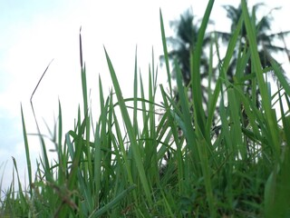 Obraz premium fresh green grass