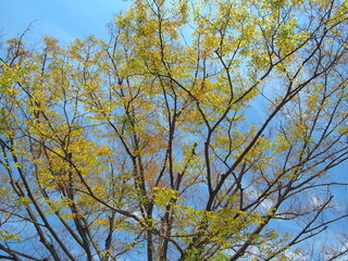 朝の公園の芽吹きの欅