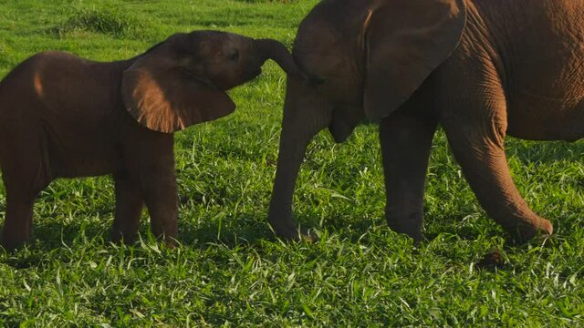 Tracking baby African elephant among adult herd legs, trunk greets sibling calf