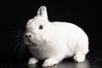 Baby bunny rabbite white mini lop ermine