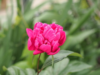 peony, flower, plant, medicinal.Medicinal plant background.A single red peony grows in the garden.