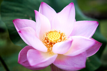 Pink Beautifull Lotus