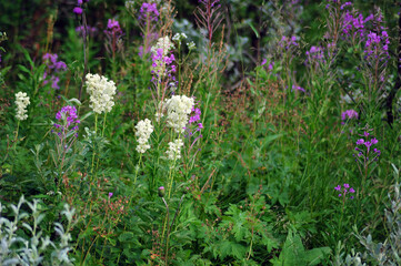 Wild flowers filling the whole horizontal photo. Purple and white flowers.