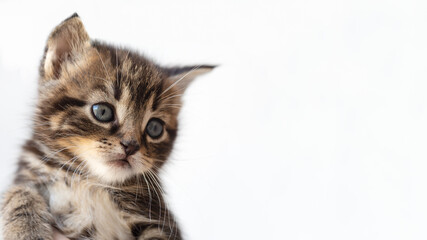 small beautiful striped kitten close-up on a white background for advertising concept