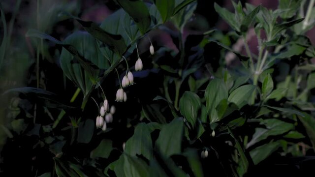 Lilly of the valley flower on green background leafes in spring season