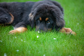 Fototapeta premium Junior Tibetan mastiff hiding its nose on a green grass.