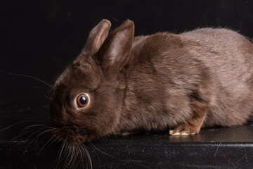 havana dwarf bunny rabbit tabby