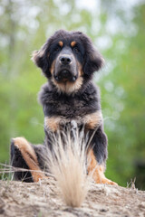 Ttibetan mastiff sitting on a sand near feather grass in a cloudy day.