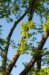 Obraz premium a twig of a common hornbeam with seeds