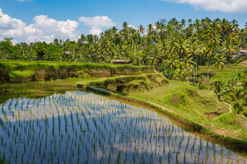 Rizière sur l'île de Bali