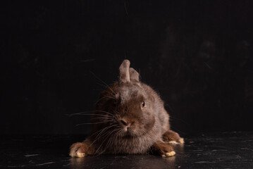 havana dwarf bunny rabbit tabby