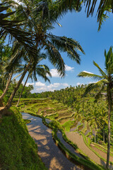 Obraz premium Palmiers et rizière en terrasses à Bali