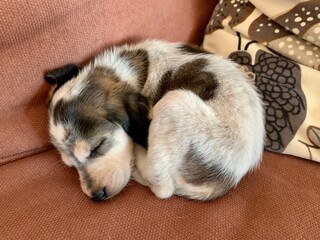 puppy sleeping on the sofa. bagle hound beagle and basset hound mix