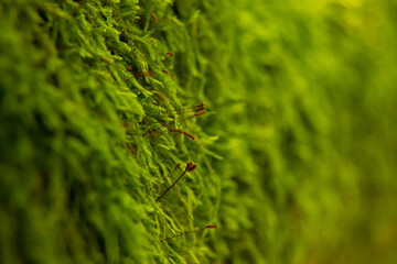 green moss background