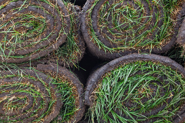 Stack of turf grass roll for lawn