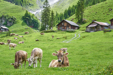 Swiss Alps paradise landscape panorama, with cows, watefall and meadow. Taken in Asch village, canton of Uri, Switzerland.                           