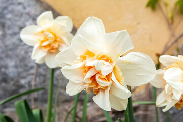 Naklejka na ściany i meble Pretty daffodil flower blooming in spring, Finland