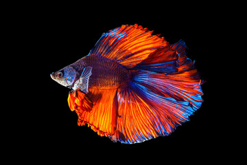 Fototapeta premium Moment beautiful of blue - orange fighting fish on black background. Male fish have long tail and colorful.