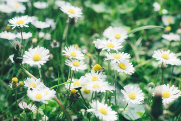 Background with springs daisy. White marguerite and green grass.