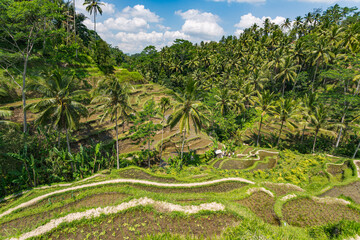Fototapeta na wymiar Paysage de rizière en terrasse en Asue